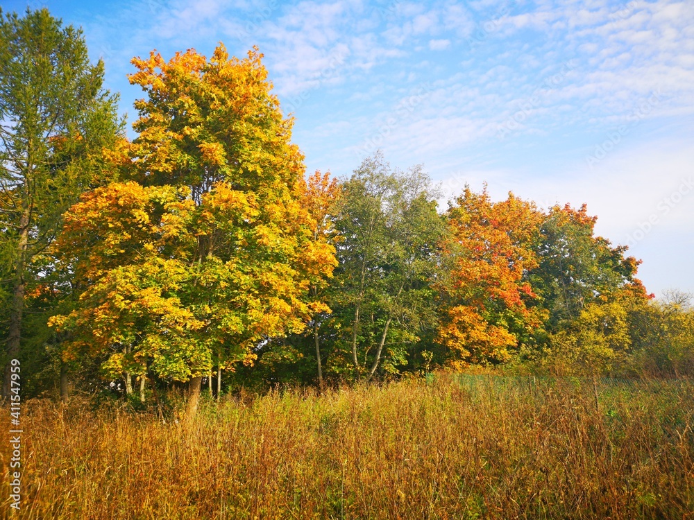 Fototapeta premium autumn garden trees and bushes with yellow and red leaves