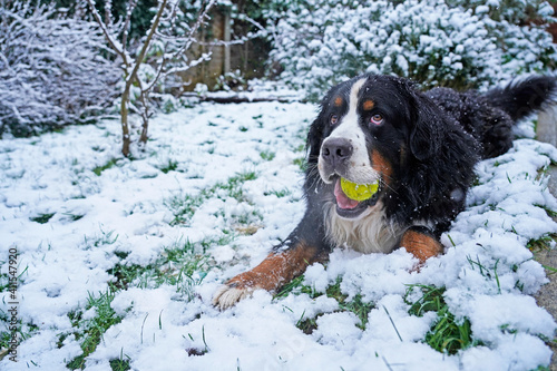 Fototapeta Naklejka Na Ścianę i Meble -  Bernese Mountain Dog playing with a ball in the snow