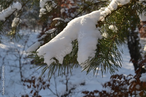 Snow-covered pine branches. Pine branch in the snow. Snowdrifts. Winter landscape. Close-up. Detail of pine tree branch covered with snow. © PaulSat