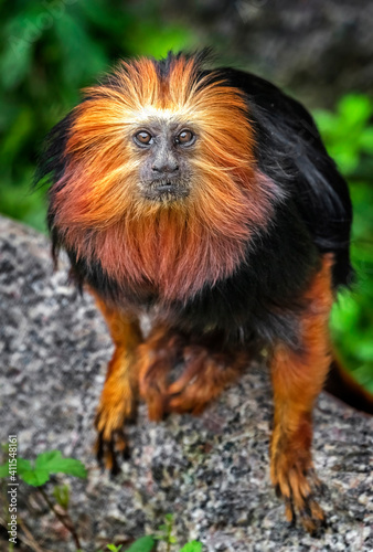 Golden-headed lion tamarin on the stone in its enclosure. Latin name - Leontopithecus chrysomelas