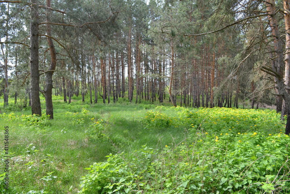 Obraz premium spring in the forest