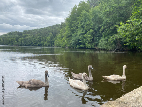 swans on the lake