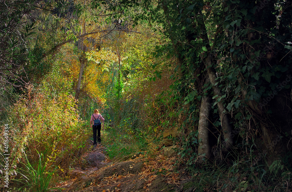 Walk through the forest in autumn