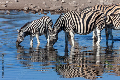 Zebra drinking at a waterhole - Namibia