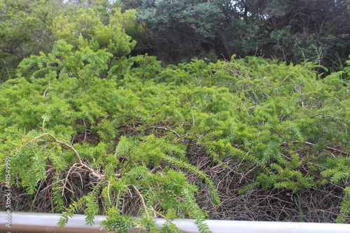 Green leaves and bushes in Australia