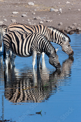 Zebra at a waterhole - Etosha - Namibia