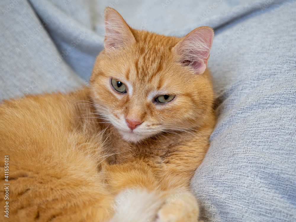 a red cat lies on a gray blanket and looks at the camera. Pets a red cat lies on a gray blanket and looks at the camera. Pets