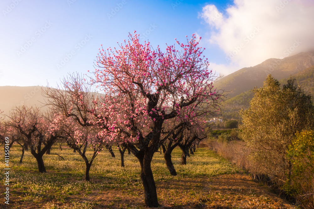 Almond blossoms, in a natural setting, on a sunny winter day. Almond blossoms, in a natural setting, on a sunny winter day.