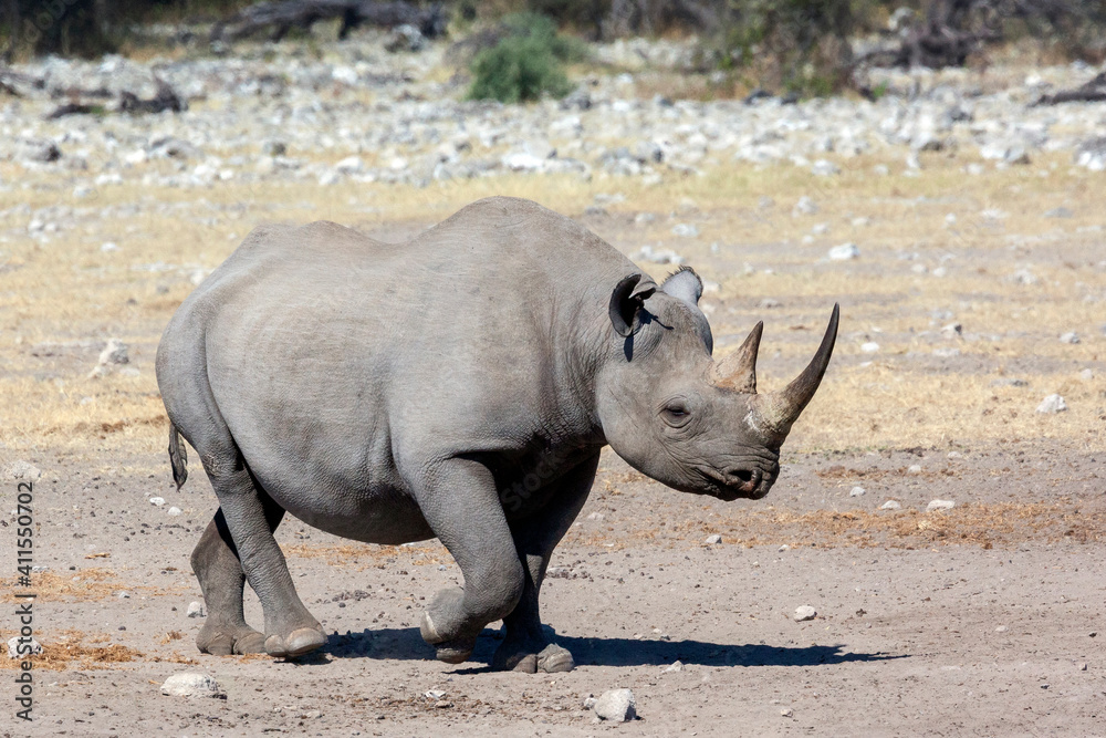 Black Rhinoceros - Etosha - Namibia Black Rhinoceros - Etosha - Namibia
