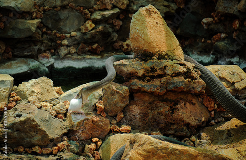 Black mamba feeding