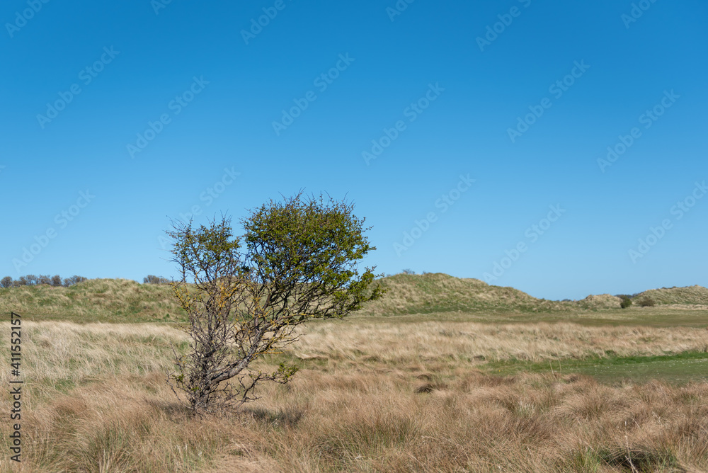 Lone Tree on the North Berwick West links Golf Course 