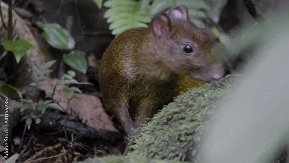 Aguti small rodent eating in Costa Rica Aguti small rodent eating in Costa Rica