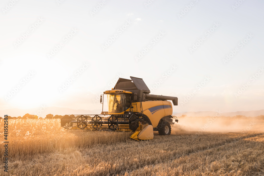 Obraz premium Combine harvester collects ripe wheat in a cereal field. farming