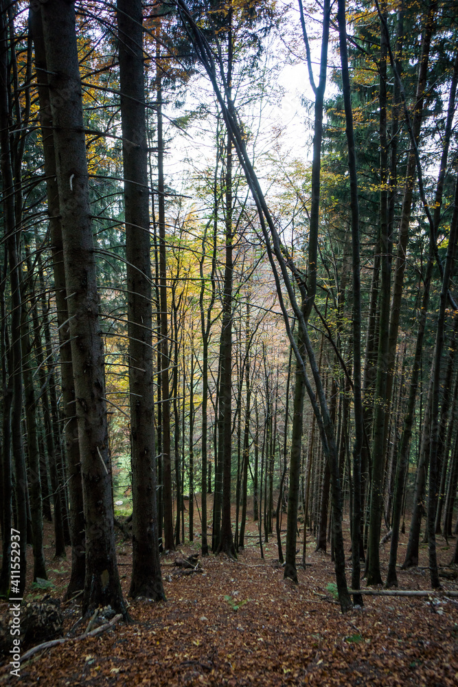 foot path through forest in autumn with high trees foot path through forest in autumn with high trees
