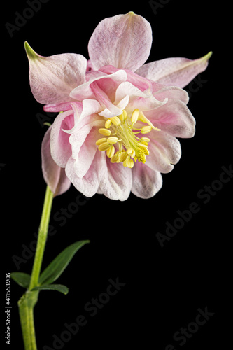 Rosy flower of aquilegia  blossom of catchment closeup  isolated on black background