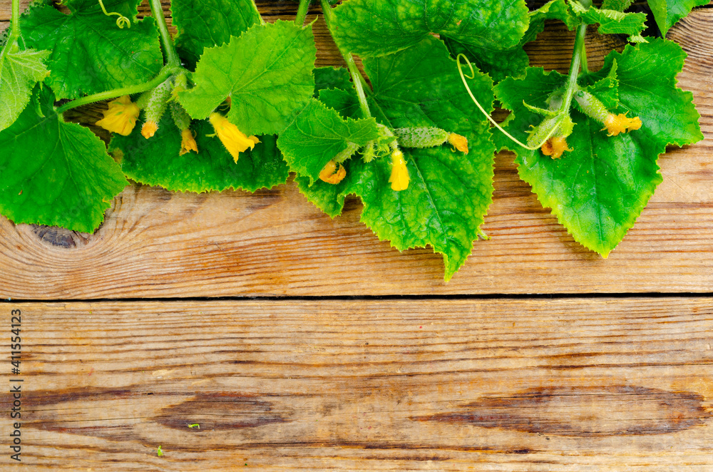 Stems with green leaves and small cucumbers on wooden background. Stems with green leaves and small cucumbers on wooden background.