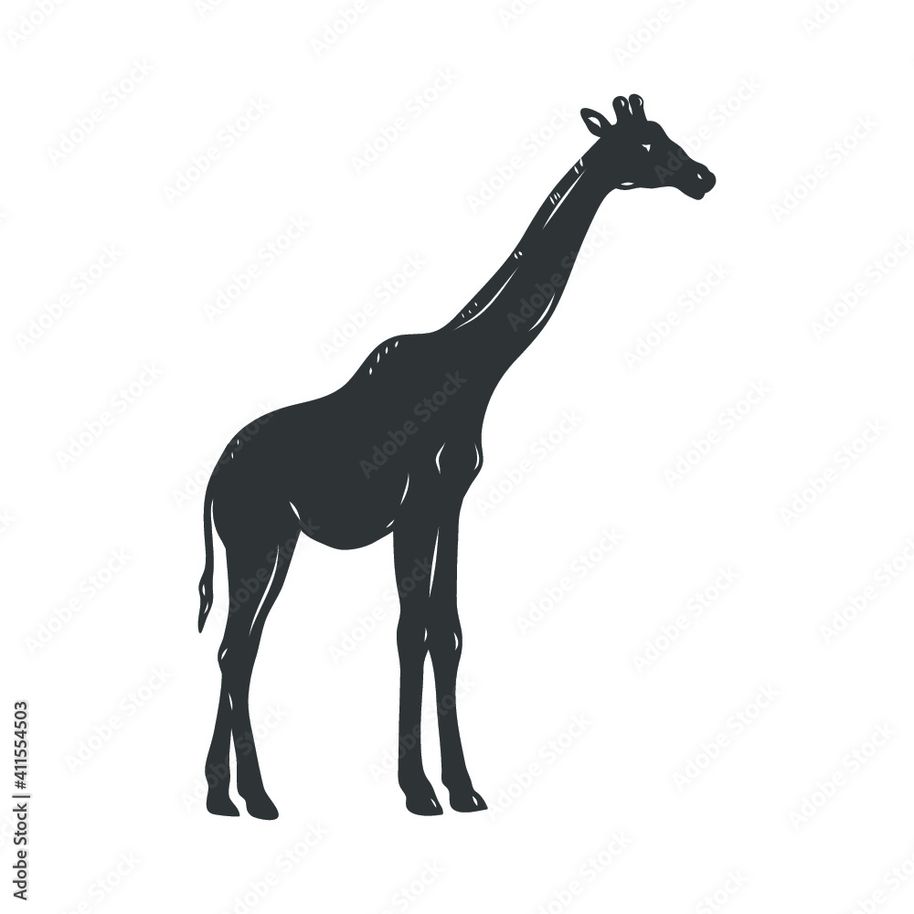 Fototapeta premium African giraffe isolated on white. Vector illustration.
