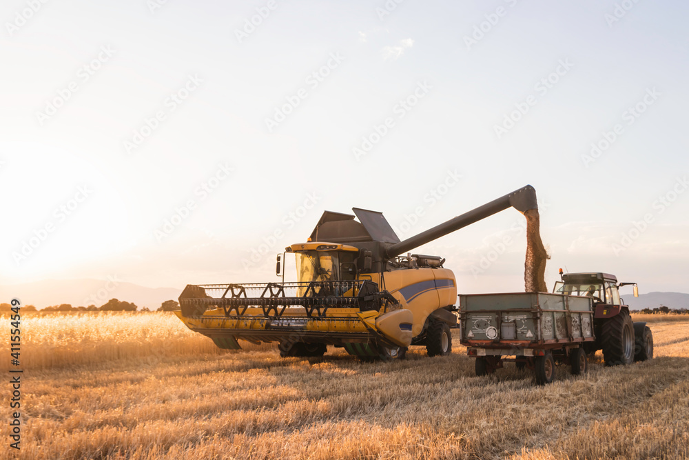 Fototapeta premium a combine and a tractor collect the ripe wheat. agricultural cereal field