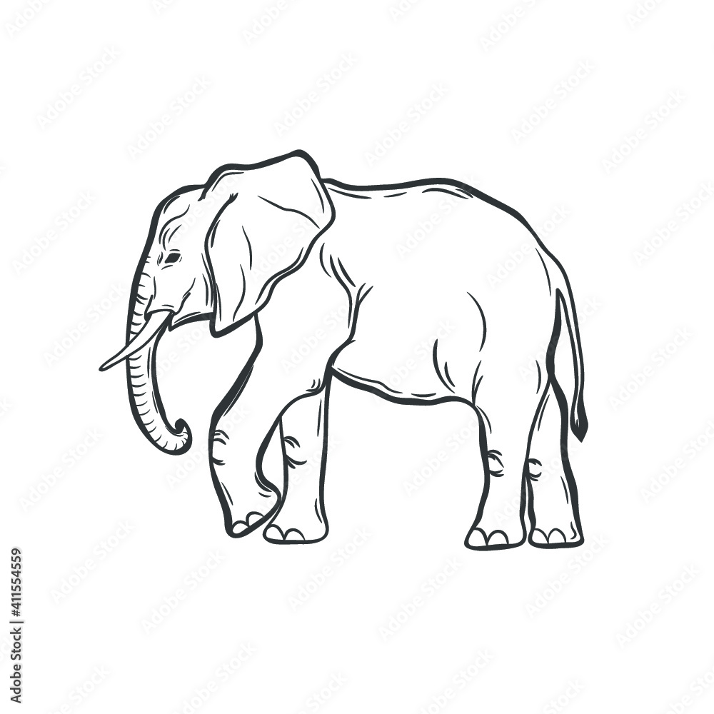 African elephant isolated on white. Vector illustration.