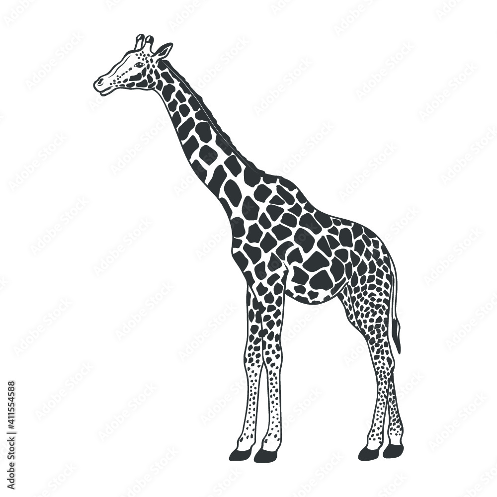 Fototapeta premium African giraffe isolated on white. Vector illustration.