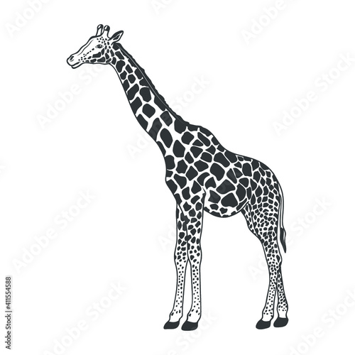 African giraffe isolated on white. Vector illustration.