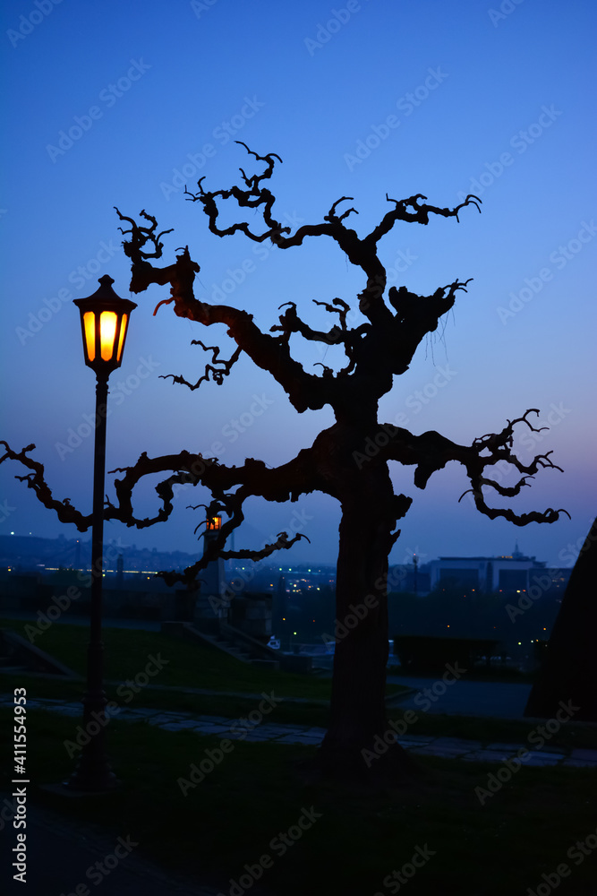 Silhouette of dead tree in dark dramatic blue sky, and yellow street light bulb next to it. Old lonely tree. Blue sky and city lights in background. Silhouette of dead tree in dark dramatic blue sky, and yellow street light bulb next to it. Old lonely tree. Blue sky and city lights in background.