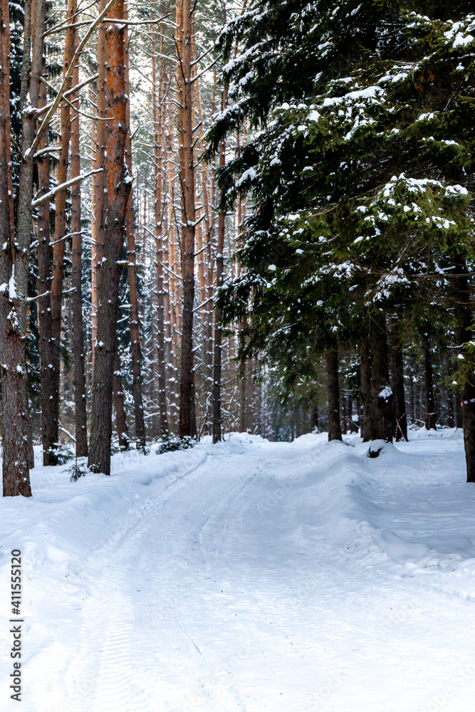 Fototapeta premium forest in winter