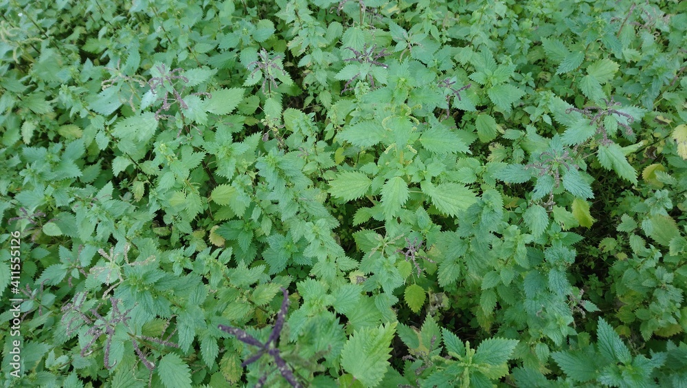 wild nettle plants in the countryside wild nettle plants in the countryside