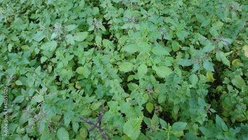 wild nettle plants in the countryside