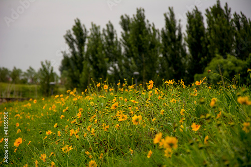 A grassy slope of flower.