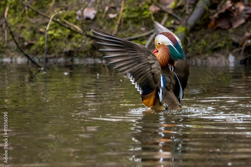 A beautiful male mandarin duck posing in a little pond called Jacobiweiher not far away from Frankfurt, Germany at a cold day in winter.
