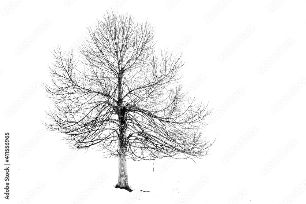 Fototapeta premium tree and snow two