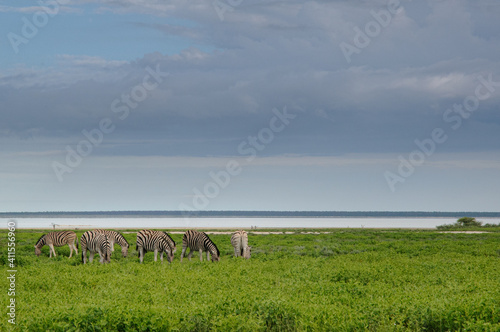 Herd of plain zebras grazing in Etosha National Park