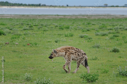 Spotted hyeana walking in the green plains of Etosha National Park