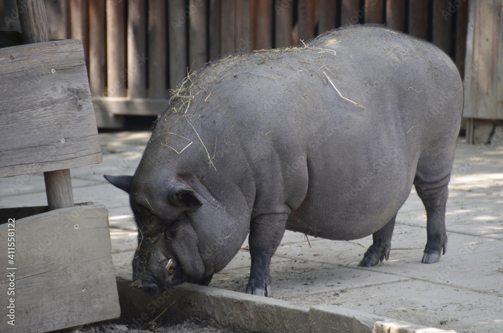 Schwein Schwein