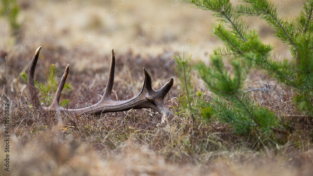 Shed from a red deer, cervus elaphus, stag lying on the ground in spring nature with green branch of tree. Antler of wild animal on a meadow with dry grass.