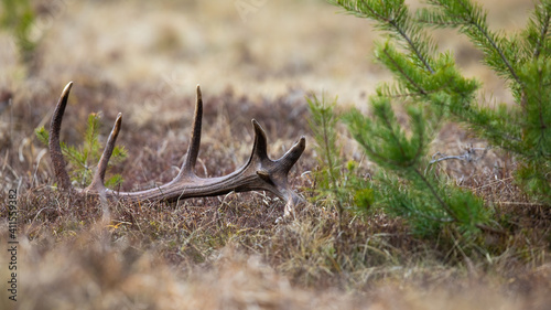 Fényképezés Shed from a red deer, cervus elaphus, stag lying on the ground in spring nature with green branch of tree