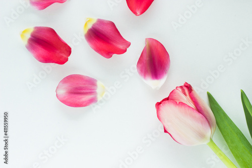 Close up of pink tulip and tulip petals on white background; spring flower #411559950