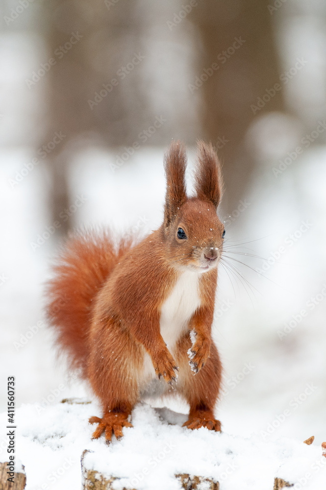 Portrait of squirrels on a background of white snow Portrait of squirrels on a background of white snow