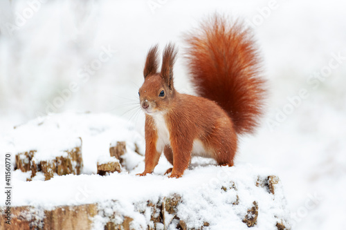 Portrait of squirrels  on a background of white snow © Pavlo Burdyak