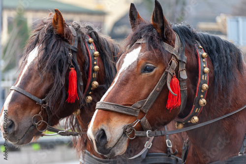 A pair of horses in a harness with bells.