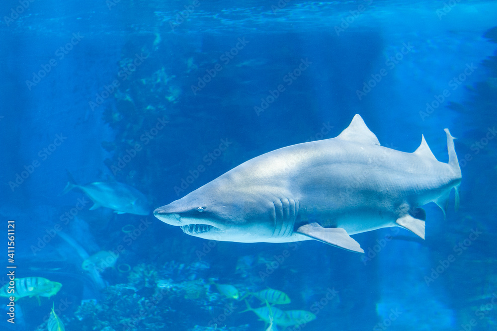 Naklejka premium Big shark in deep blue water.