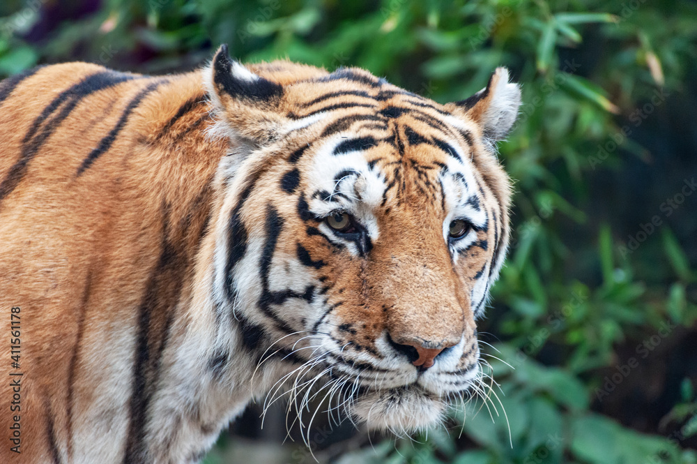 Tiger - Panthera tigris - close up portrait. Tiger - Panthera tigris - close up portrait.