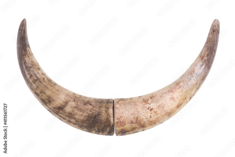 old bull horn isolated on white background old bull horn isolated on white background