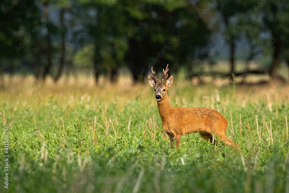 Strong roe deer, capreolus capreolus, with large antlers standing looking on a stubble field in summer. Male mammal with orange fur standing in green grass in nature with copy space. Strong roe deer, capreolus capreolus, with large antlers standing looking on a stubble field in summer. Male mammal with orange fur standing in green grass in nature with copy space.