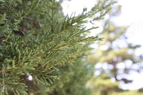 pine tree branches