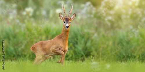 Valokuva Majestic roe deer, capreolus capreolus, buck with large antlers approaching on green meadow in summer
