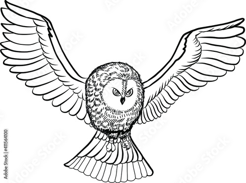 hand drawn the Owl flying ,vector