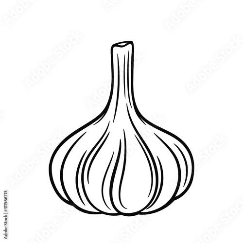 Vector illustration of garlic bulb isolated on white background. Sketch and monochrome outline drawing. Garlic vector outline illustration.