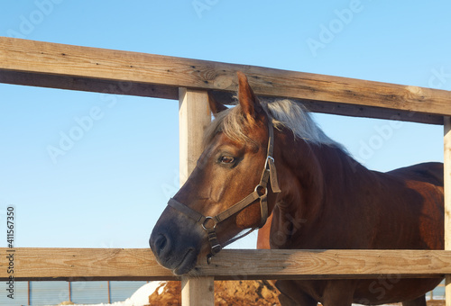 Horse looking through the wooden fence of the paddock - selective focus image
